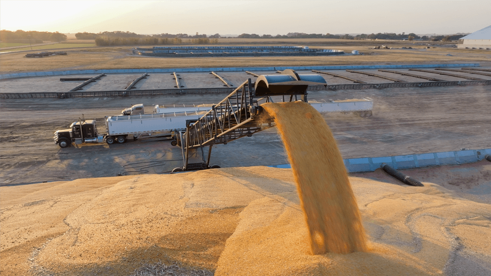 grain being unloaded through an auger