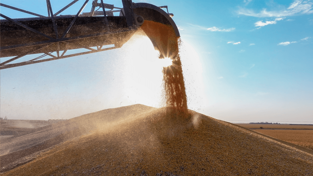 grain being unloaded through an auger